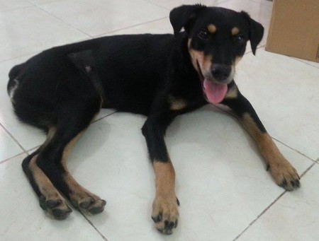 Estoy vacunada, desparasitada y esterilizada, me adoptas?