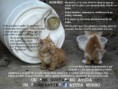 /album/fotogaleria/a165835-10150855310827314-187064586-n-jpg/